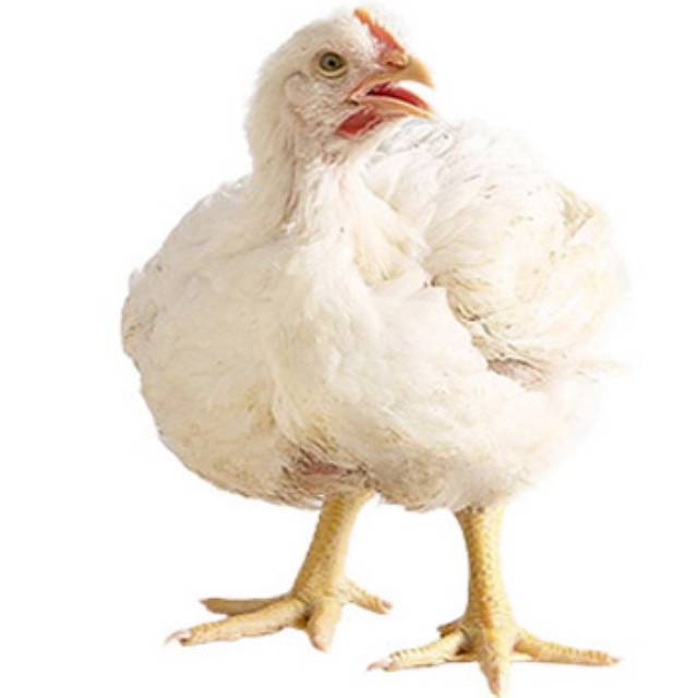 Ayam Potong Ayam Broiler Area Depok Dan Jaksel Harga Rp 35 000 Rp 45 000 Untuk 1 Ekor Ayam Shopee Indonesia 