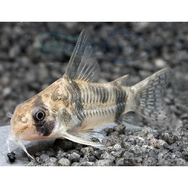 (BANDUNG) IKAN HIAS CORYDORAS REYNOLDSI CORY CATFISH AIR TAWAR AQUARIUM