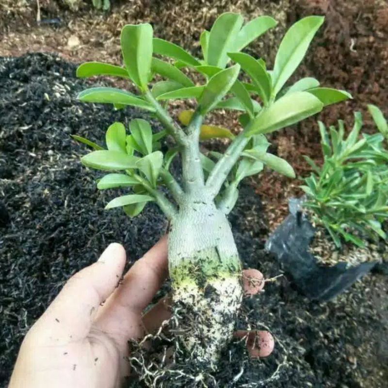 Bibit tanaman hias adenium Kamboja Jepang murah.bibit benih