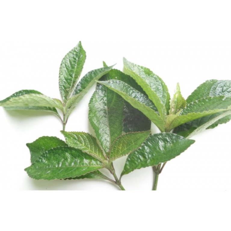 

Daun Keji Beling Daun Pecah Beling per 100 gram