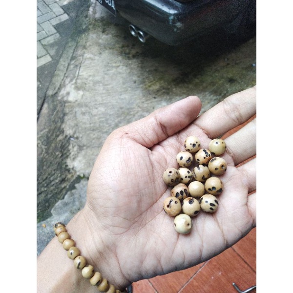 Butiran Tasbih Oud Sholib