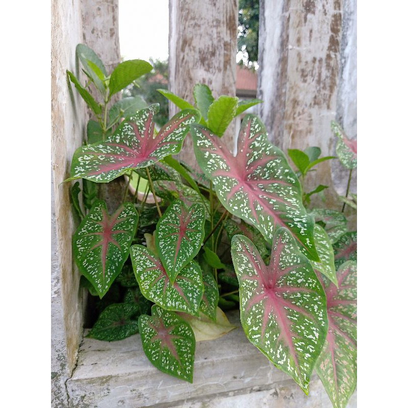 Tanaman hias keladi merah caladium