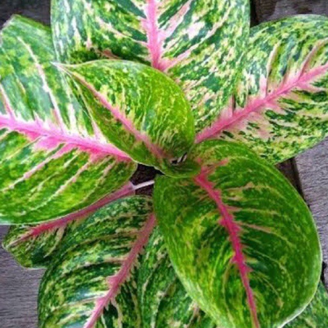 Tanaman hias aglonema big mama