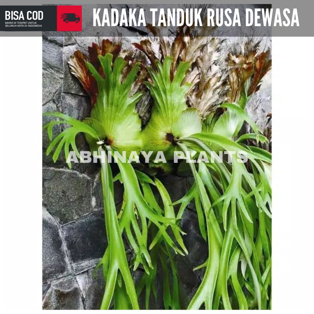 Kadaka tanduk rusa Dewasa - kadaka tanduk rusa besar