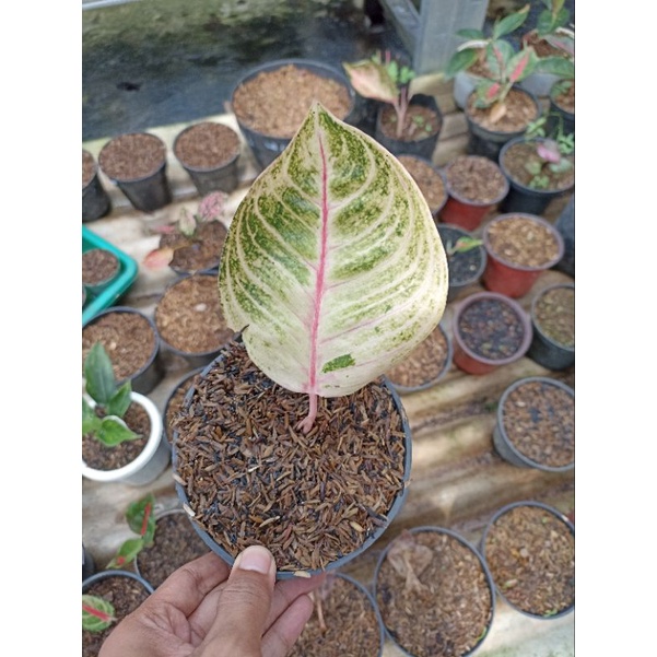 aglonema moonlight bibit aglonema moonlight daun pancing / pucuk