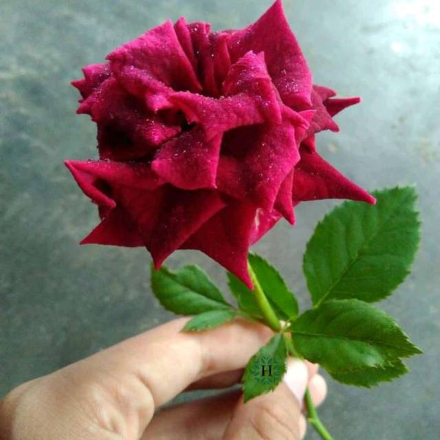 Bibit tanaman bunga mawar merah bibit mawar merah