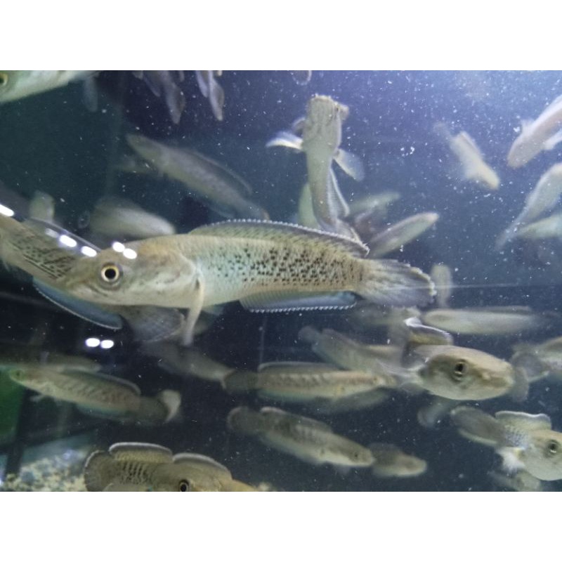 stewarti premium (8-10cm)