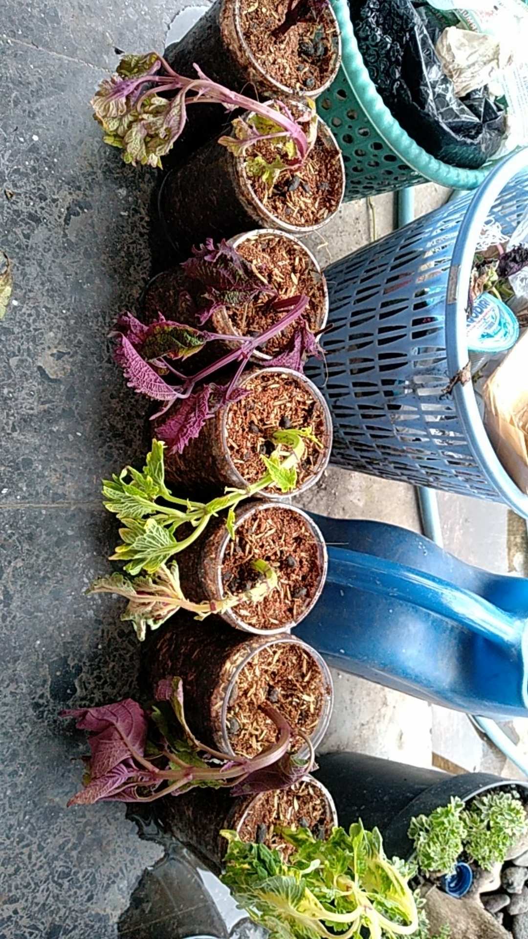 No 20 Tanaman Hias Miana/coleus/iler/jawer Kotok