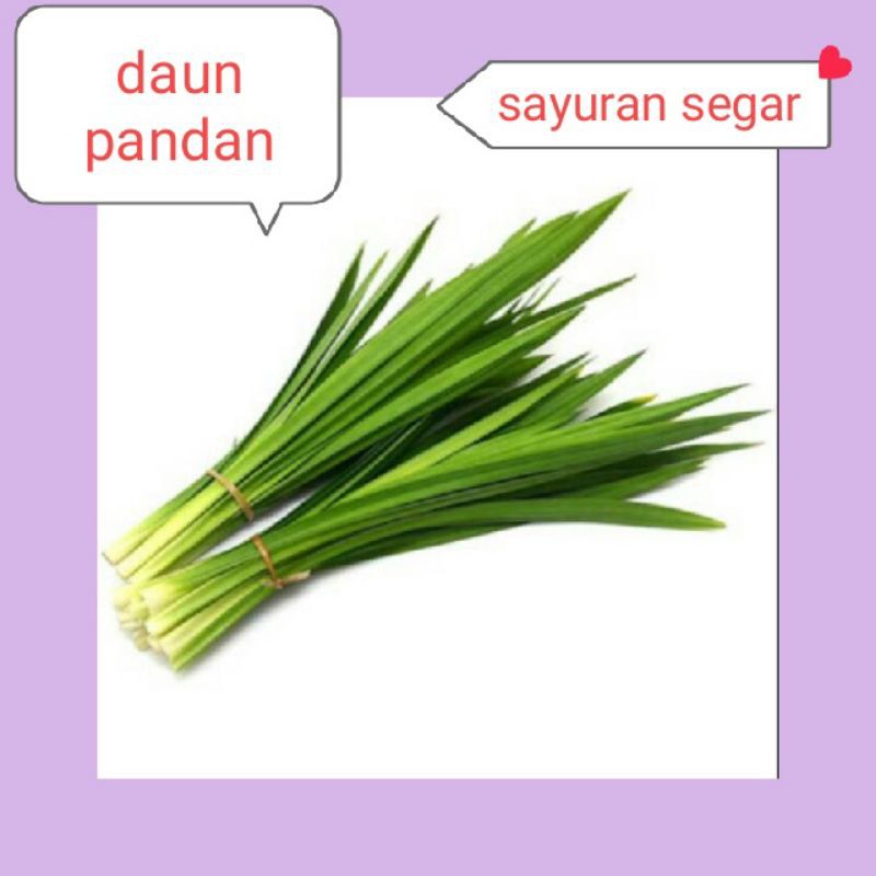 

DAUN PANDAN SEGAR