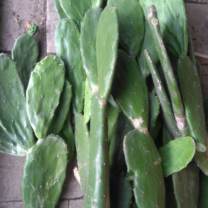 1kg Kaktus Centong Opuntia | Makanan Kura Darat Tortoise Sulcata Aldabra Istar Hermani CH RF