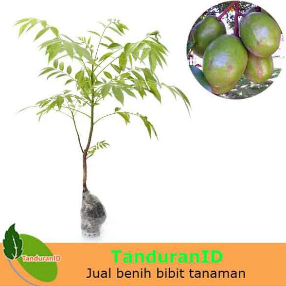 #_# Bibit Tanaman Buah Kedondong Bangkok
