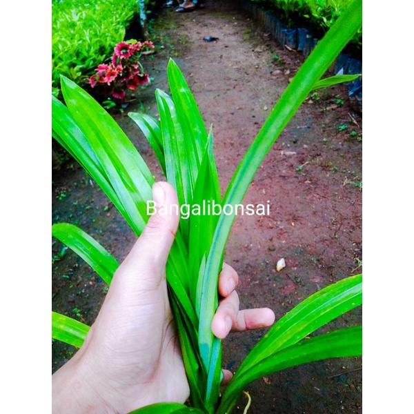 

DAUN PANDAN WANGI KEMASAN 100GRAM