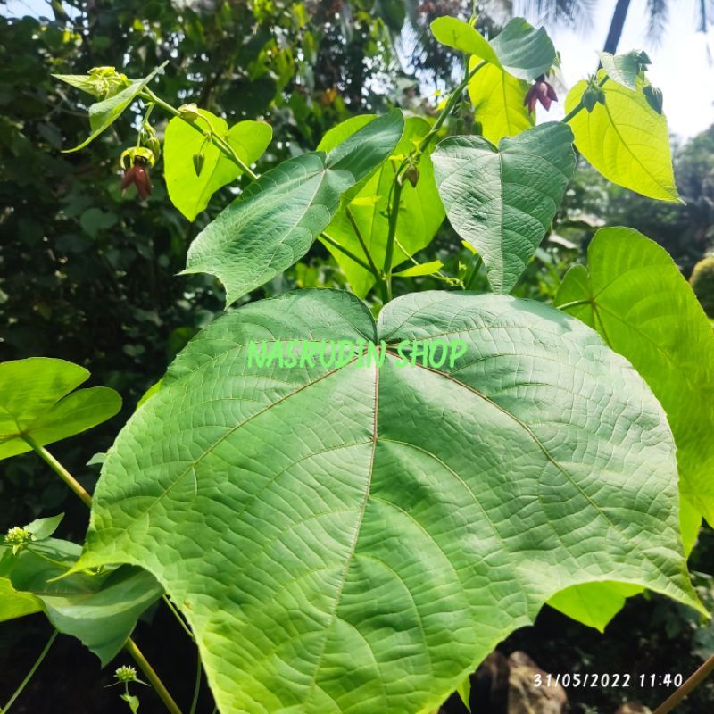 

DAUN KAPAS HANTU 100 LEMBAR SEGAR LANGSUNG PETIK | DAUN KI CANGKIR | DAUN KICANGKIR | DAUN KAPASAN BUKAN DAUN GANDAPURA