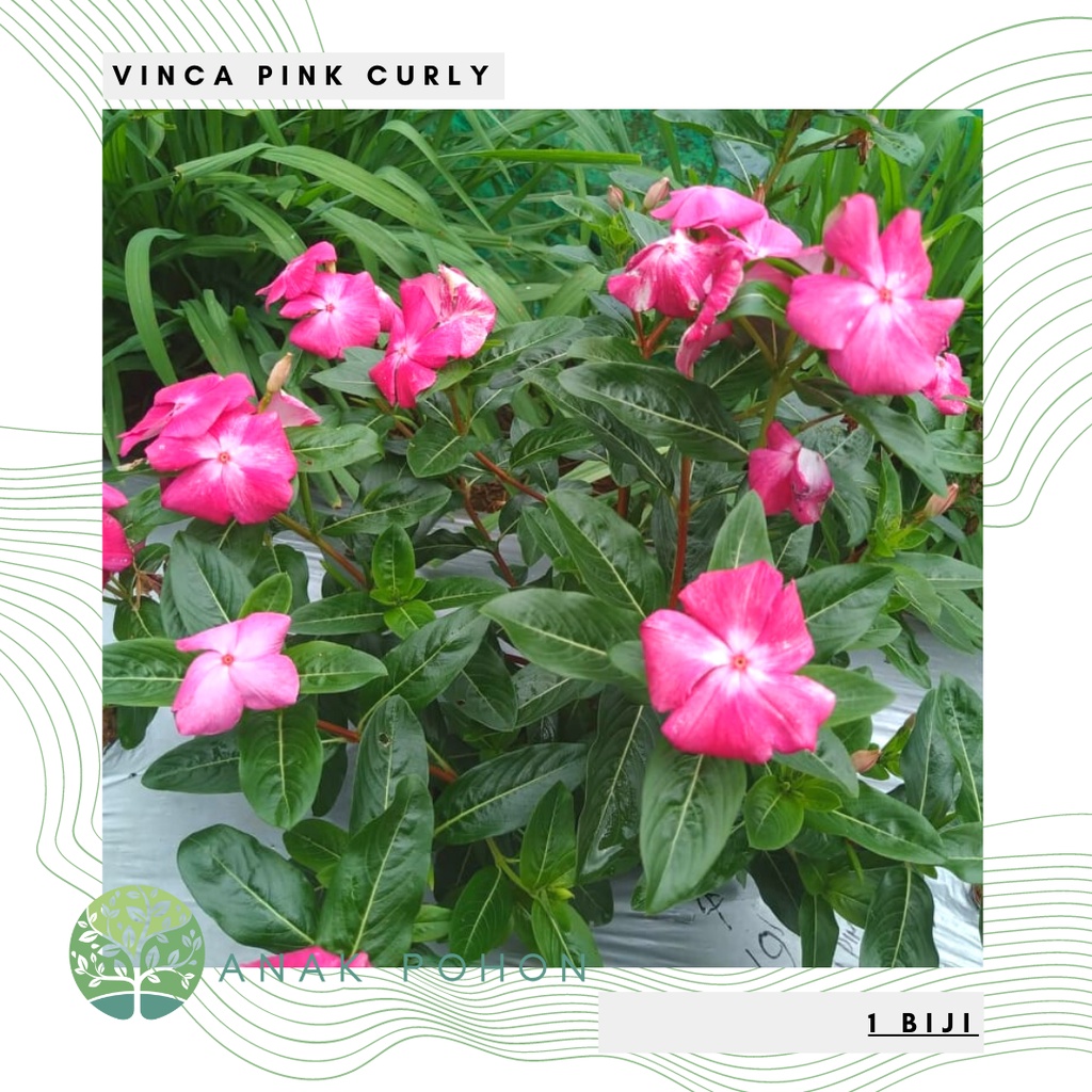 Benih Bibit Biji - Bunga Vinca Pink Curly Rare Jenis Langka Flower Seeds - FRESH SEEDS