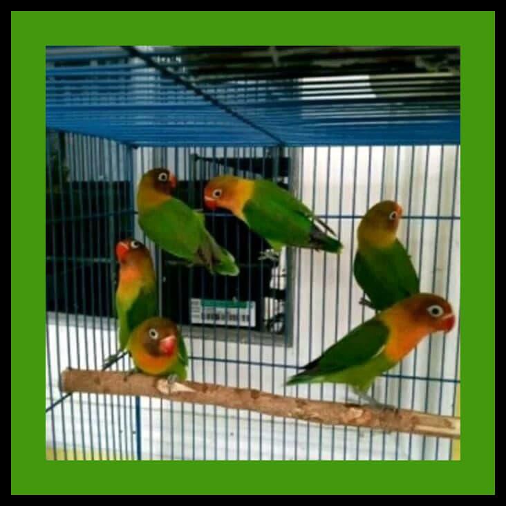 Jual Burung Love Bird Lovebird Hijau Josan Betina Jantan Bunyi 2