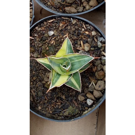 Sensivera lafranos varigata