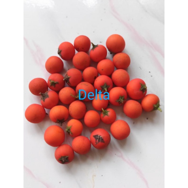 Terong pari/Terung pari terong cina segar,langsung petik