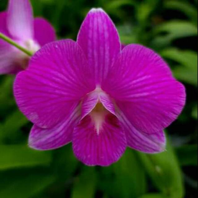 Anggrek dendro dewasa