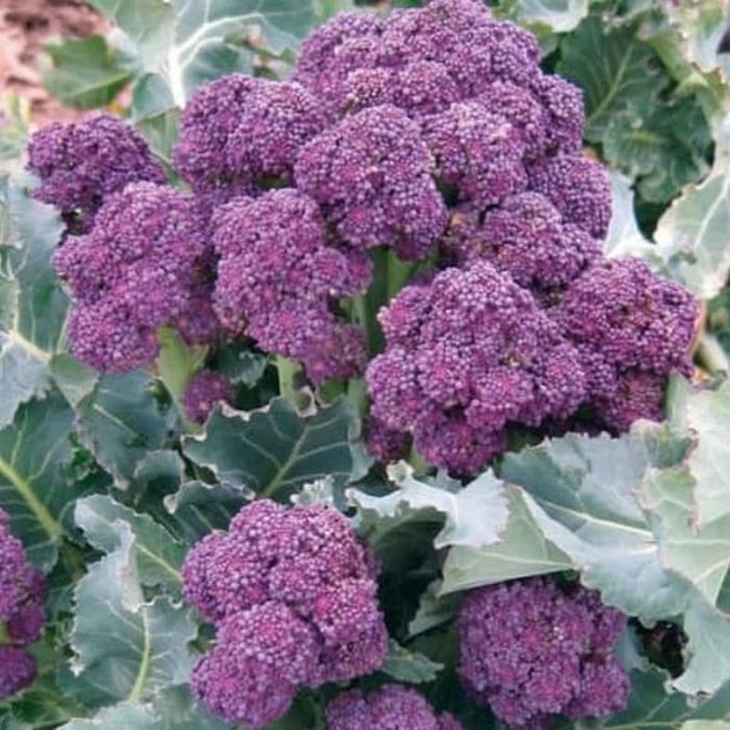 6 Bibit/Biji Brokoli Ungu