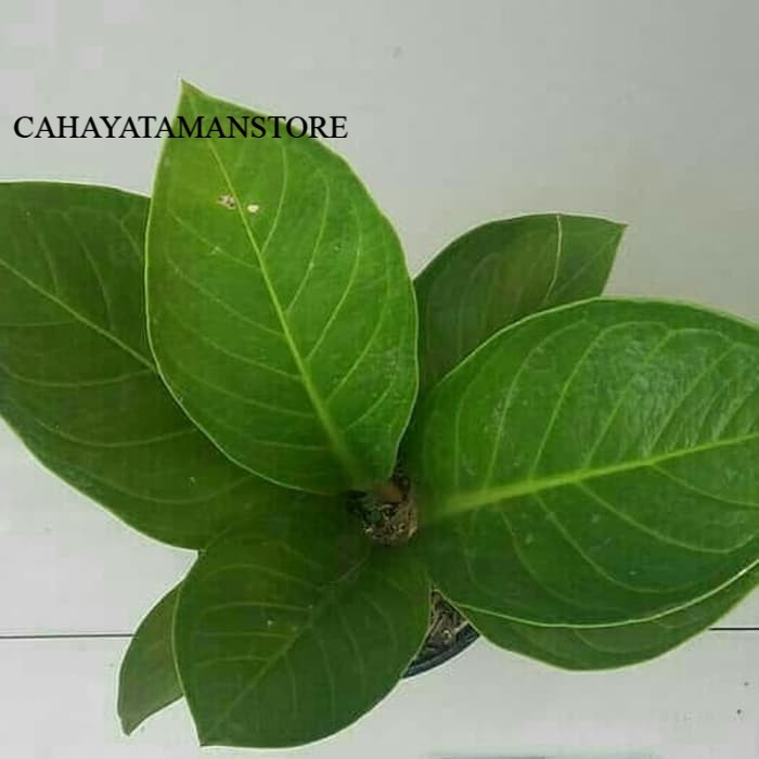 Tanaman Anthurium Jemani Kol - Anthurium Jemani Kol Pagoda