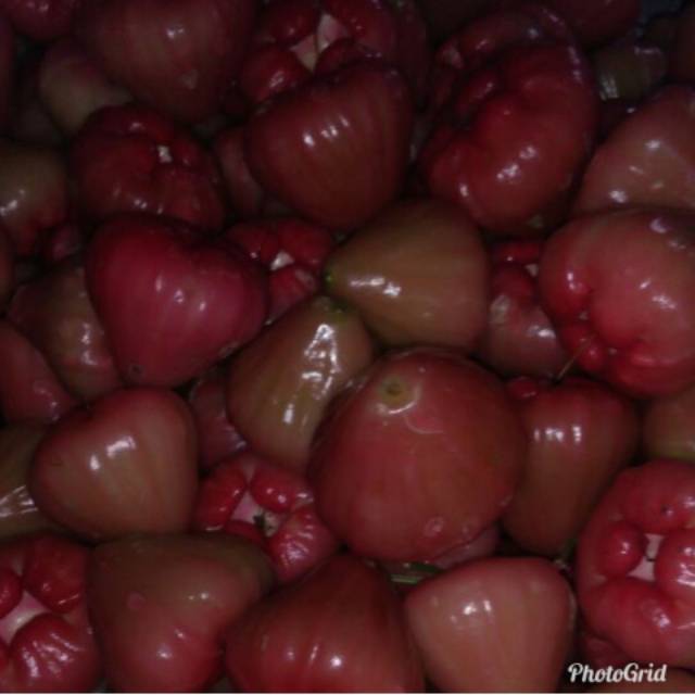 

JAMBU AIR CINCALO