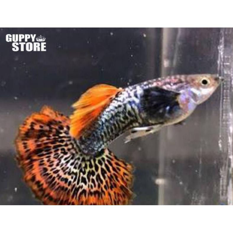 Terbaru Ikan Hias Ikan Guppy Red Dragon Ikan Hias