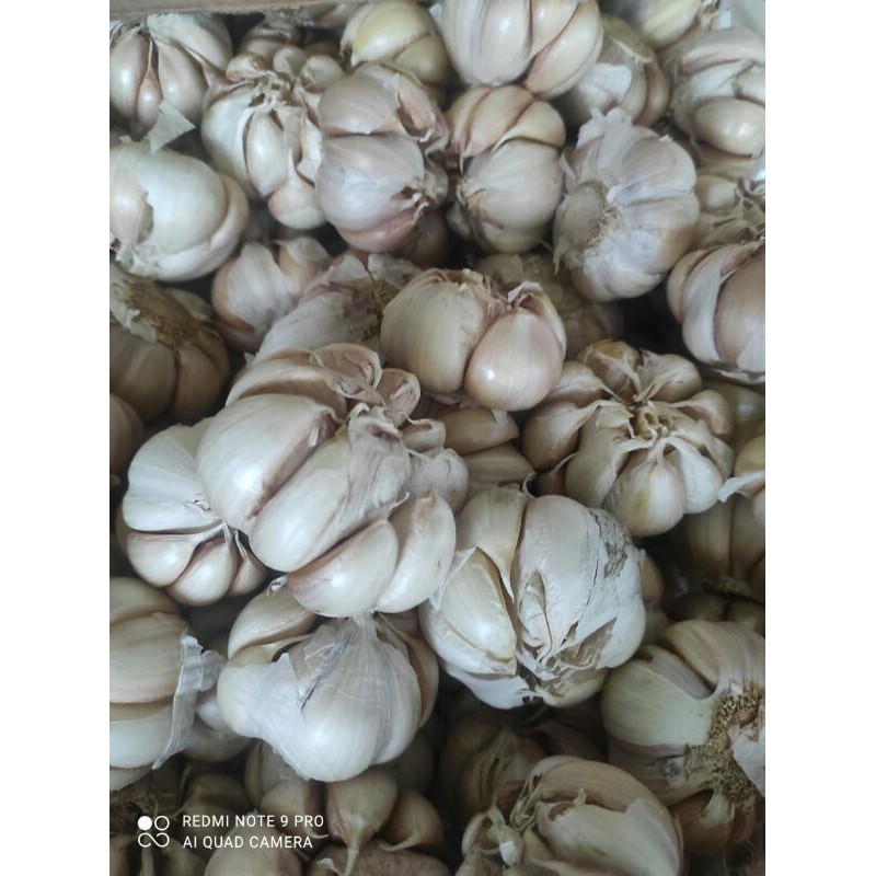 

BAWANGPUTIH