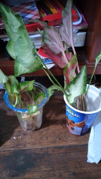 Caladium Strawberry Star Dewasa