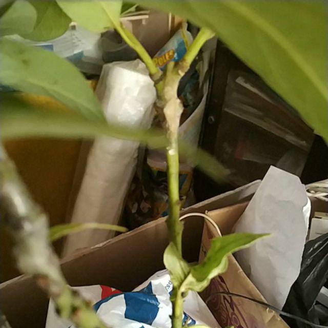 Promo 3batang Bibit Tanaman Buah Alpukat Kendil Tinggi 50cm