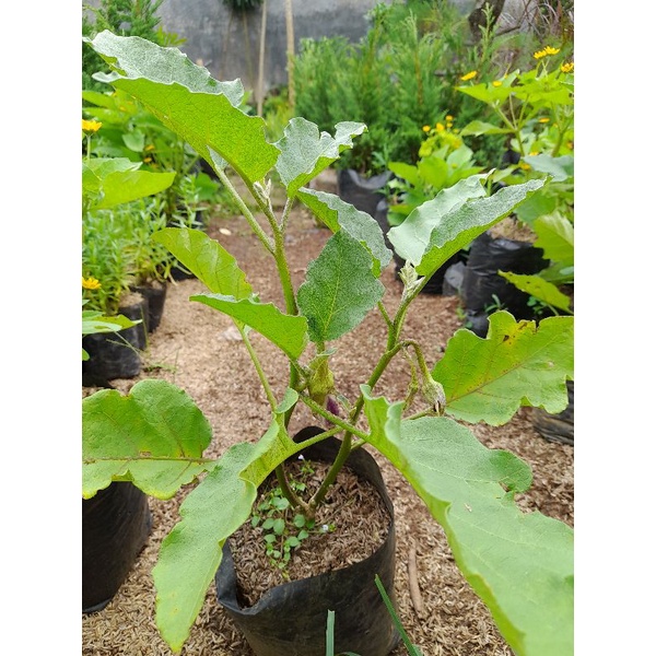 tanaman terong ungu // bibit terong ungu panjang