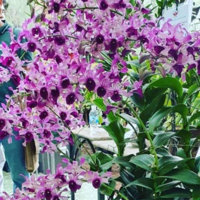 Anggrek Dendrobium Indonesia Raya Blue