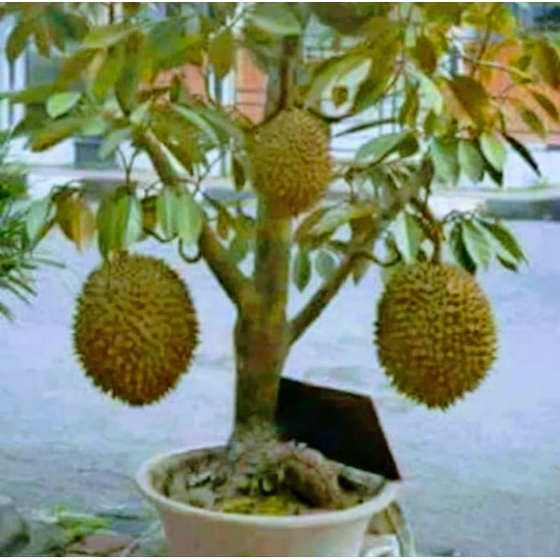 Bibit Durian Montong Cepat Berbuah