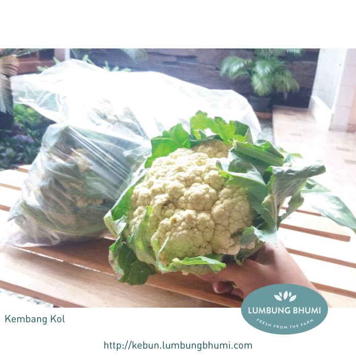 

DISKON KEMBANG KOL ( SAYUR - SAYURAN CURAH ) !!!!