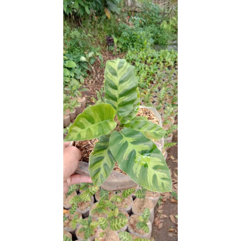 tanaman hias calatea ekor ayam