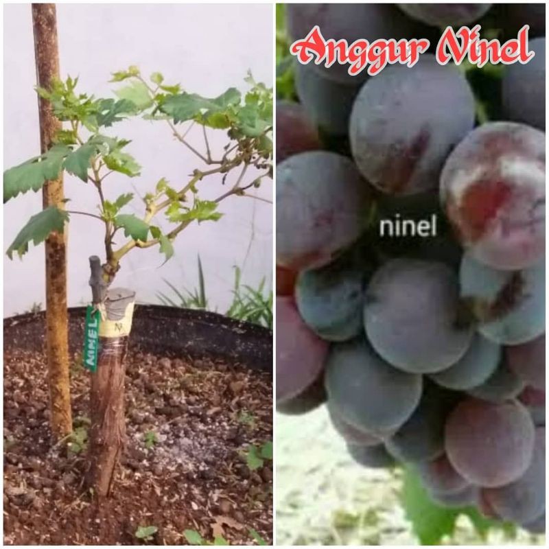 bibit tanaman anggur jenis ninel