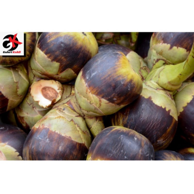 

BUAH LONTAR GRADE A - BERKASIAT / LONTAR / AIR LONTAR