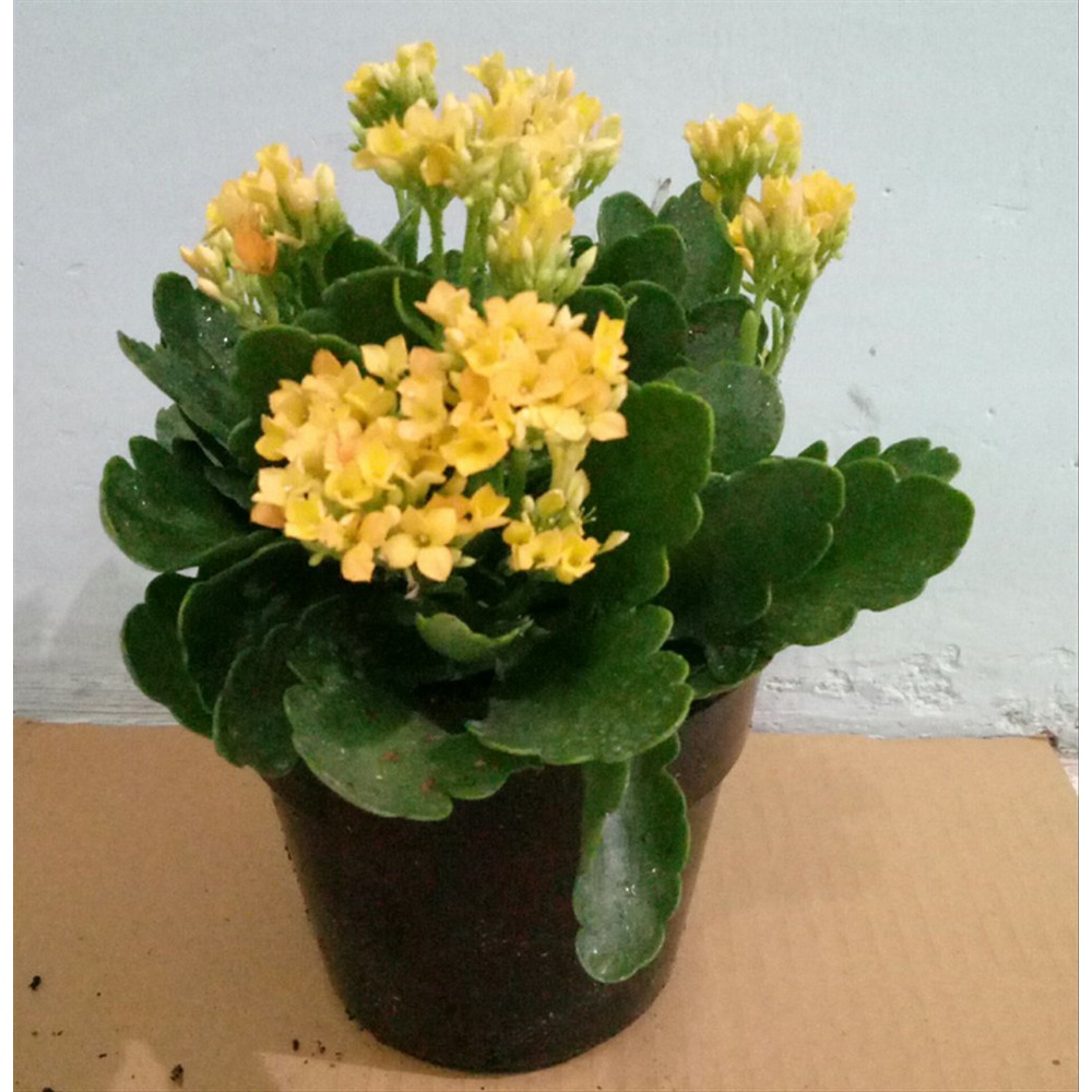 Tanaman Bunga Calandiva Cocor Bebek  Kalanchoe / Calanchoe Bisa Pilih Warna