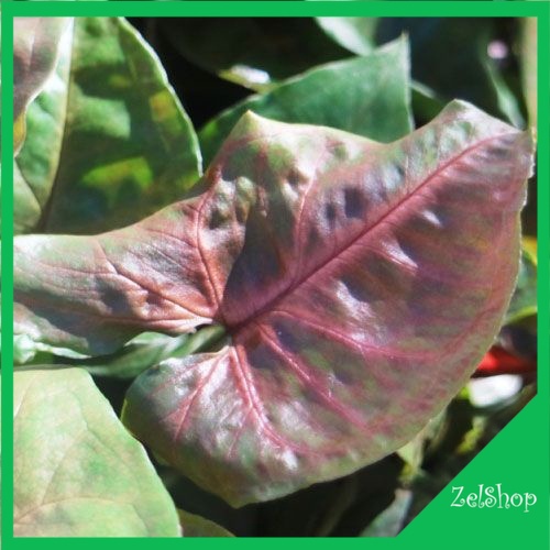 Syngonium Maria Pink Alussion / Maria Pink Alussion