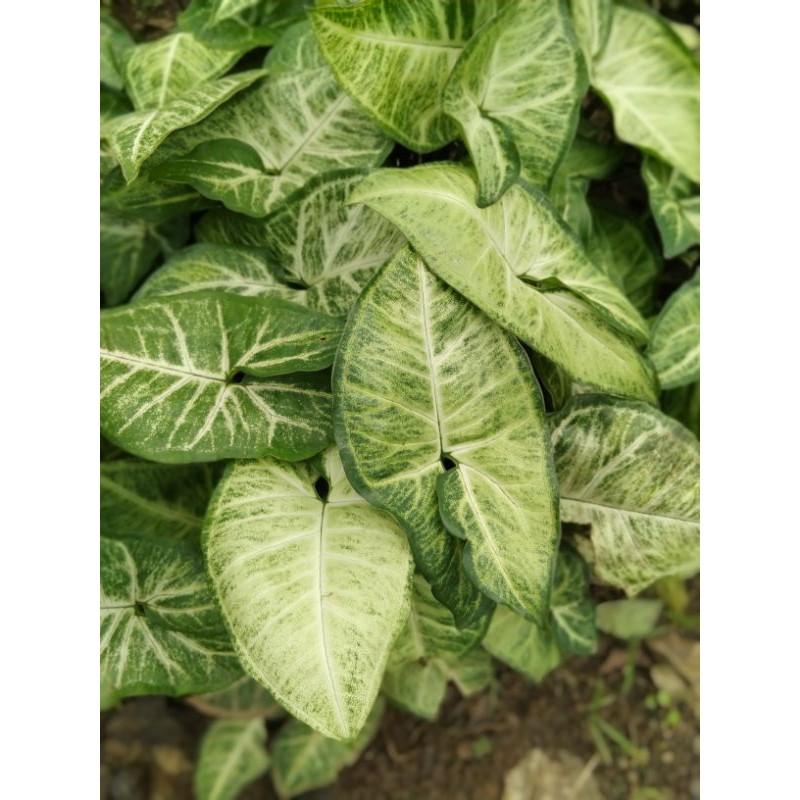 

Keladi songonium