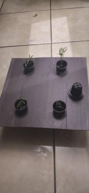 Alas Kue Kotak 35 X 35 Cm Coklat Tebal 3mm Tatakan Cake Box Plastik Loyang Impraboard C