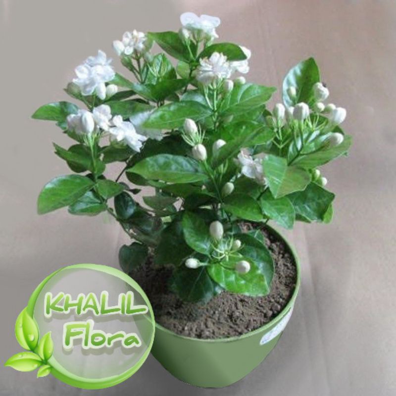 Bunga Melati Hidup Asli / Tanaman Bunga Melati Wangi Melati Pengantin