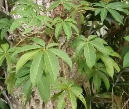 

(PROMO) Promo Daun Randu atau Daun Kapuk Segar 700 gram (FRESH)