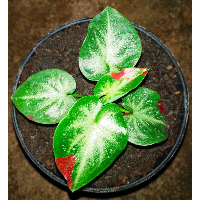 keladi catum/shycool
