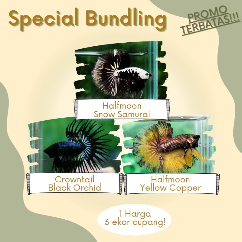 PROMO AJIB 3 ekor cupang black samurai yellow copper dan black orchid