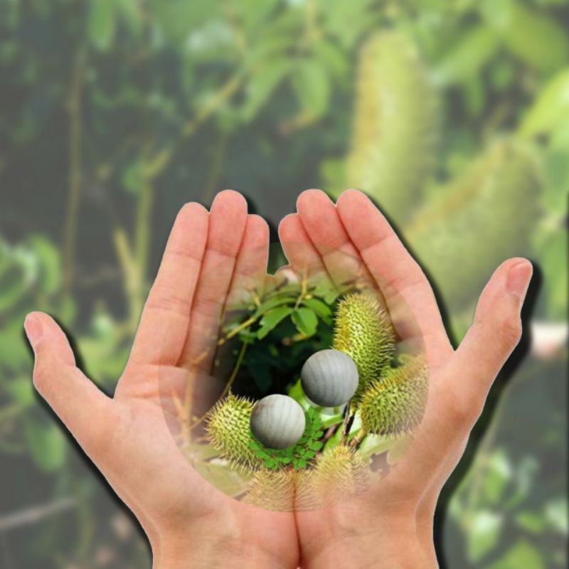 

Buah Kebiul/Gorek 2 buah