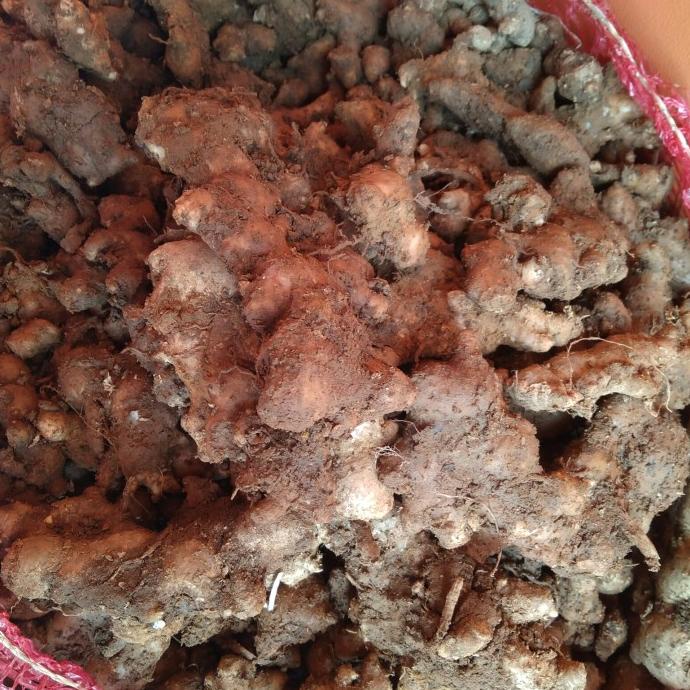 

PROMO JAHE EMPRIT 1KG MURAH
