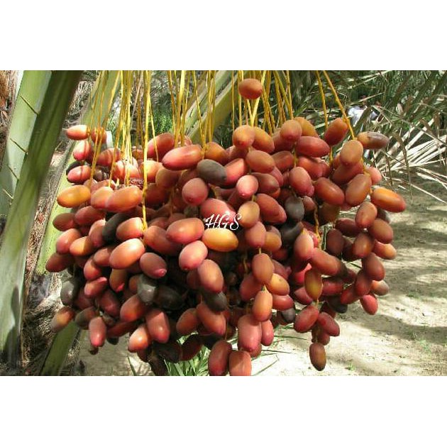 1 JANTAN + 1 BETINA BIBIT TANAMAN BUAH KURMA DEGLET NOOR H3RO