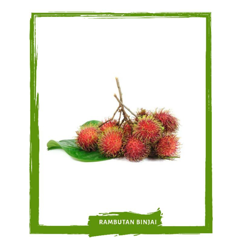 

Rambutan Binjai / Buah Buahan Segar By Mallahrizwa
