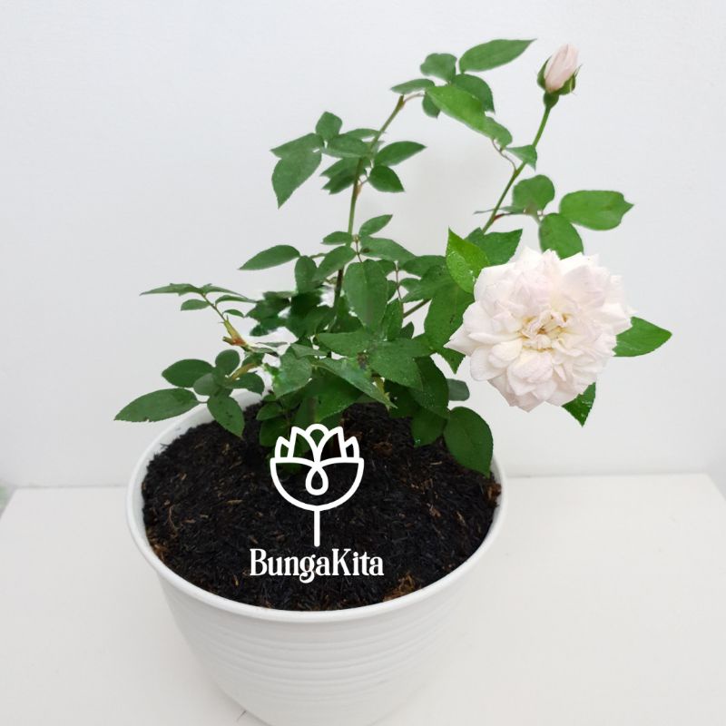 Tanaman Hias Bunga MAWAR KAMPUNG PUTIH
