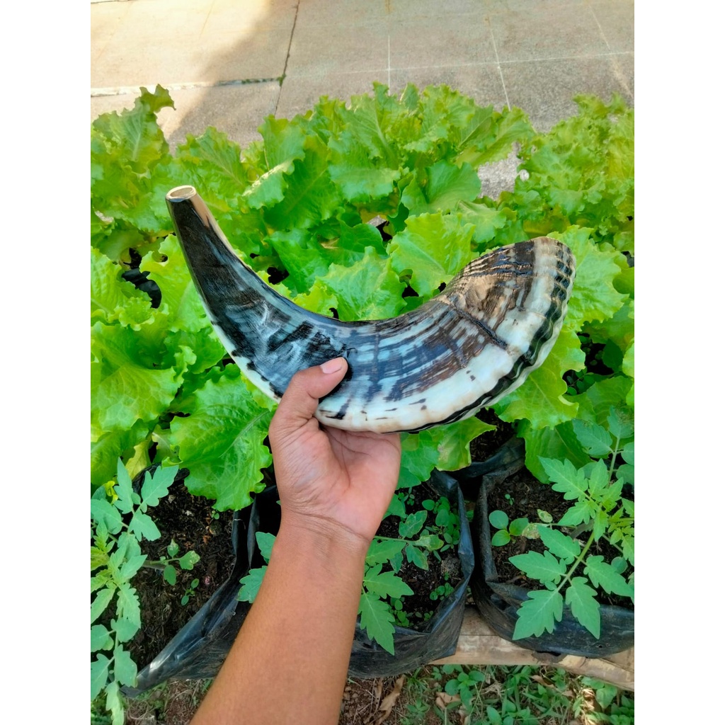 TERLARIS Tanduk domba Garut asli SHOFAR  easy blow || good song ||KERAJINAN shofar bahan trompet